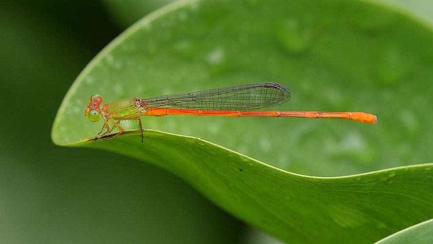J17_2972 Ceriagrion auranticum ryukyuanum.JPG